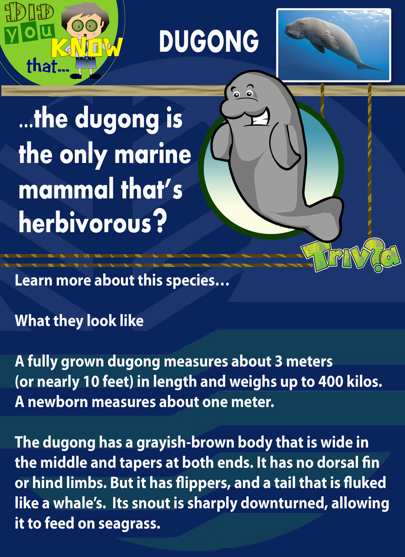 dugong p1 web